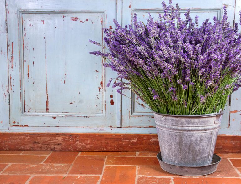 6 beliebte Lavendel-Sorten vorgestellt