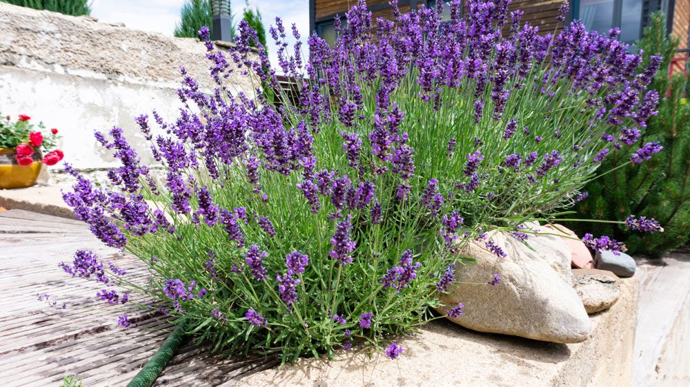Provence-Lavendel