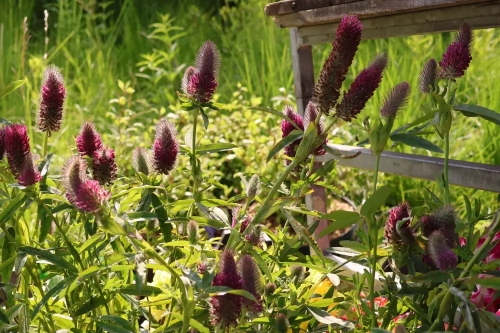 Trifolium rubens