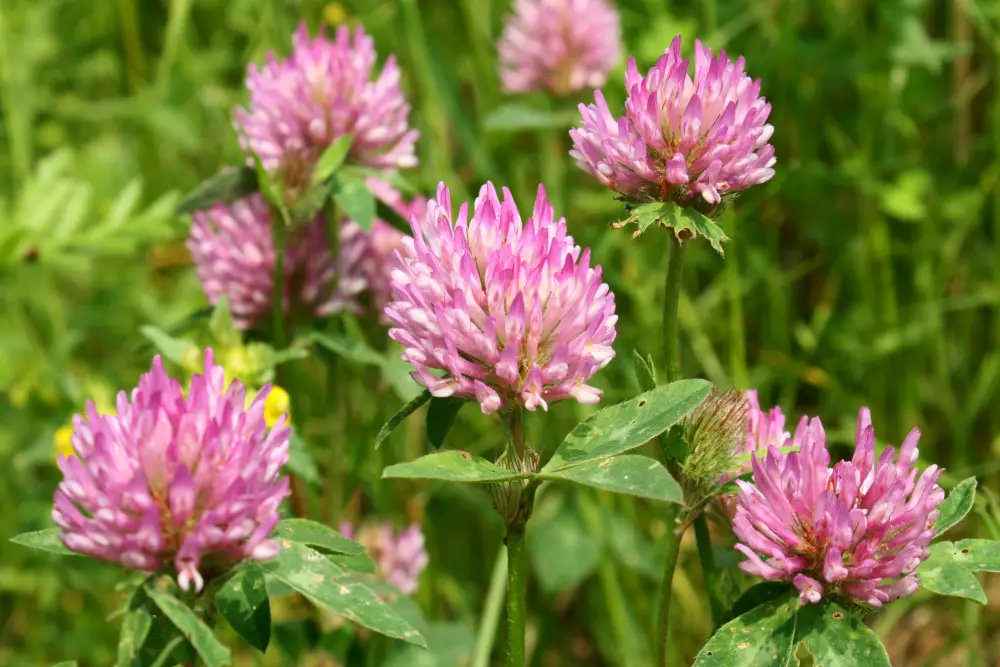 Wiesenklee