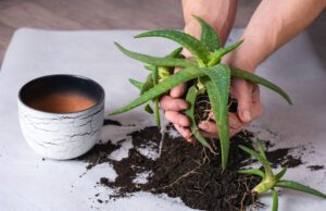 Aloe vera-Pflanze mit Ablegern wird vermehrt.