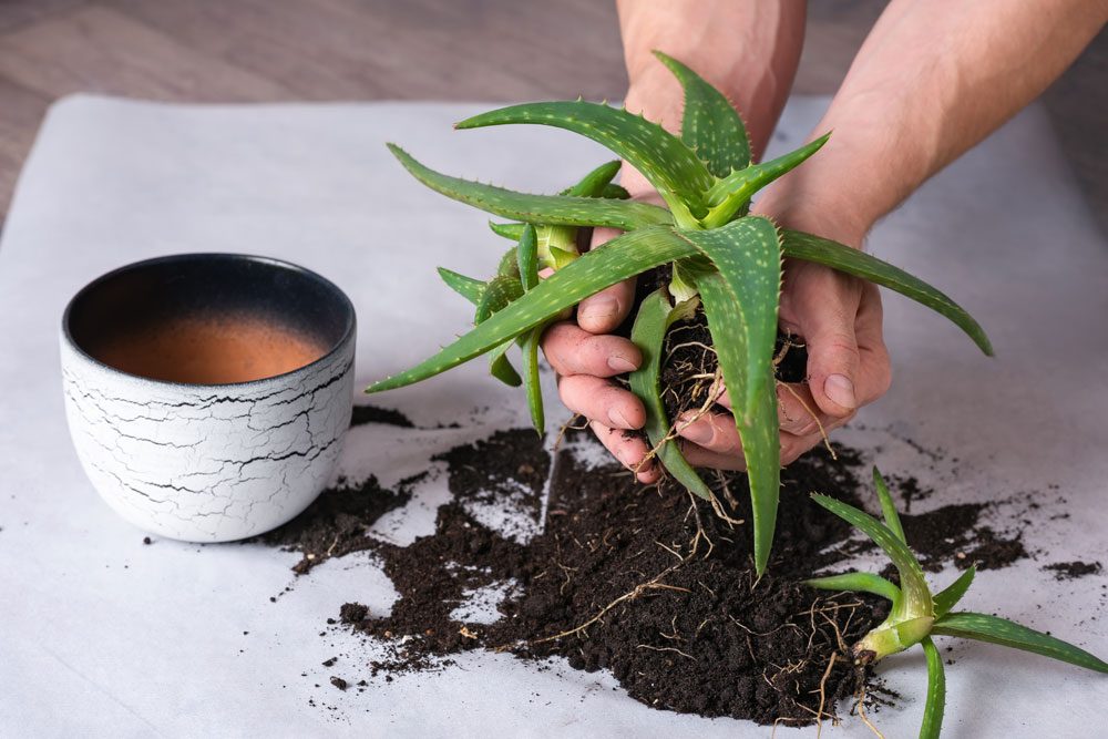 Aloe vera-Pflanze mit Ablegern wird vermehrt.