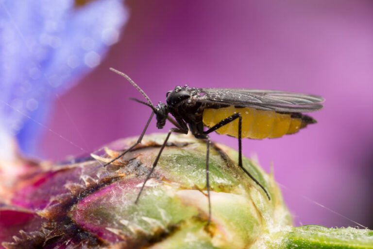 Fliegen in der Blumenerde – So lassen sich Trauermücken bekämpfen