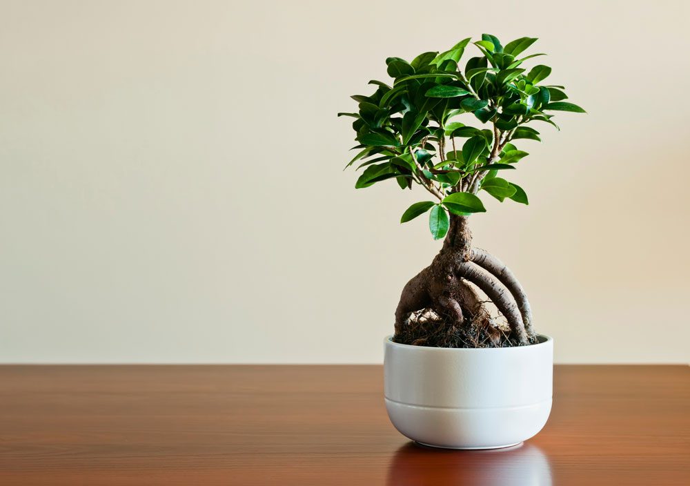 Ficus Ginseng