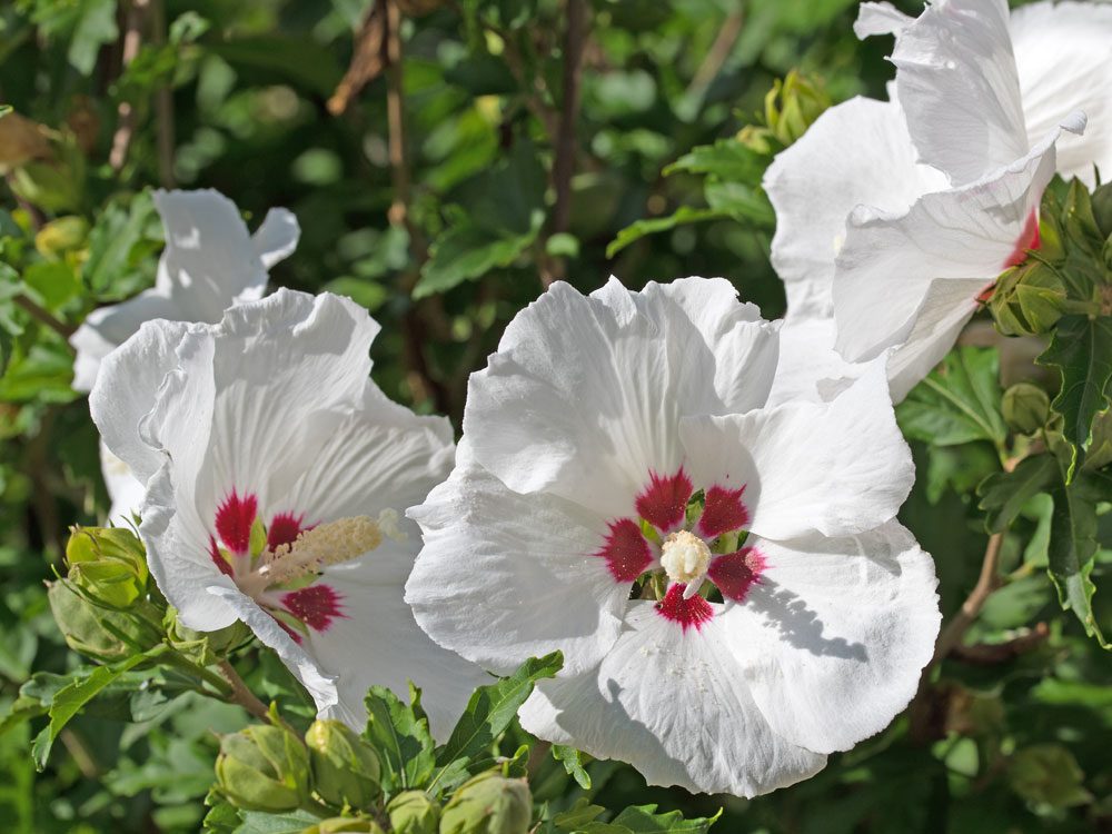 Weißblühender Garten-Hibiskus