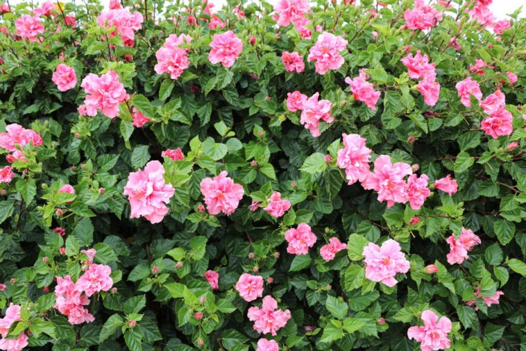 Bunte Oase: Mit einer Hibiskus-Hecke den Garten verschönern
