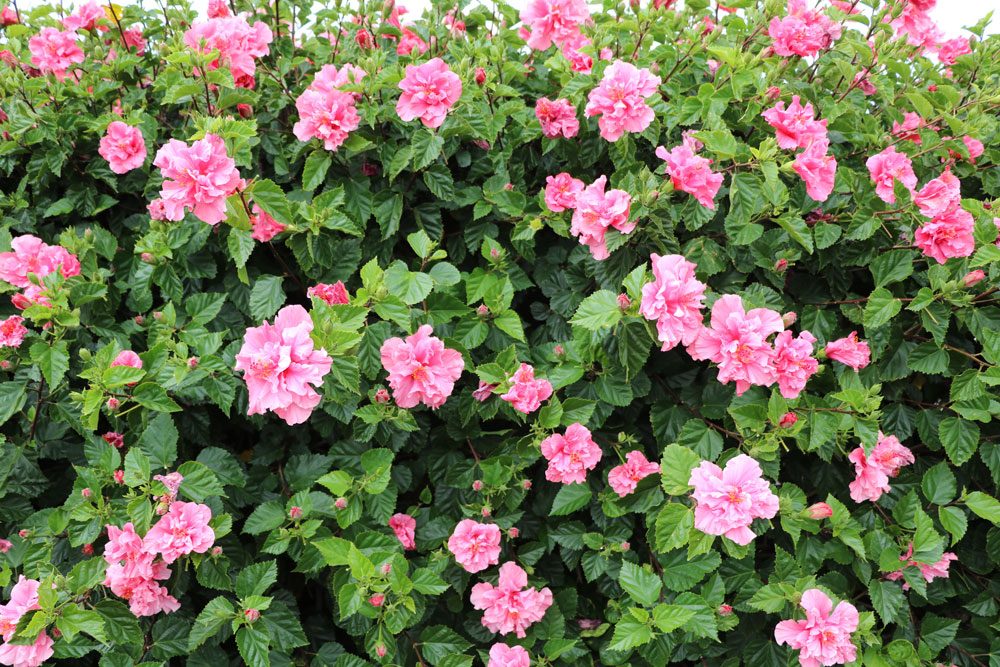 Hibiskus-Hecke mit pinken Blüten