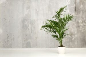 Kentia Palme – Tipps zur Pflege und Schädlingsbekämpfung Kentia Palme