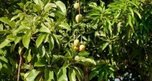 Mangokern einpflanzen