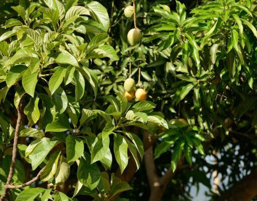 Mangokern einpflanzen