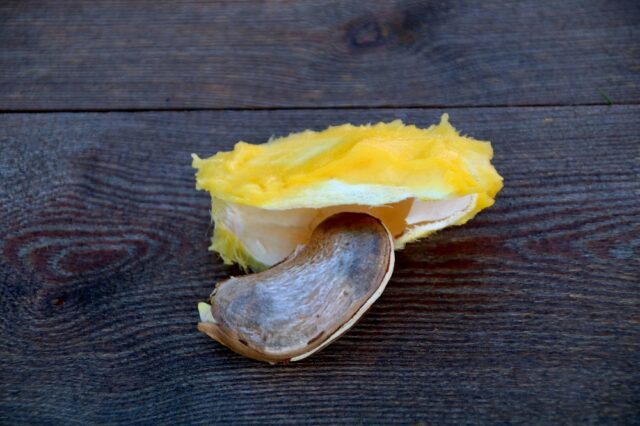Mango Frucht Kern
