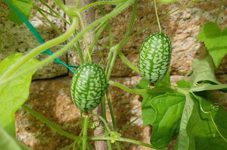 Mexikanische Minigurke pflanzen und pflegen
