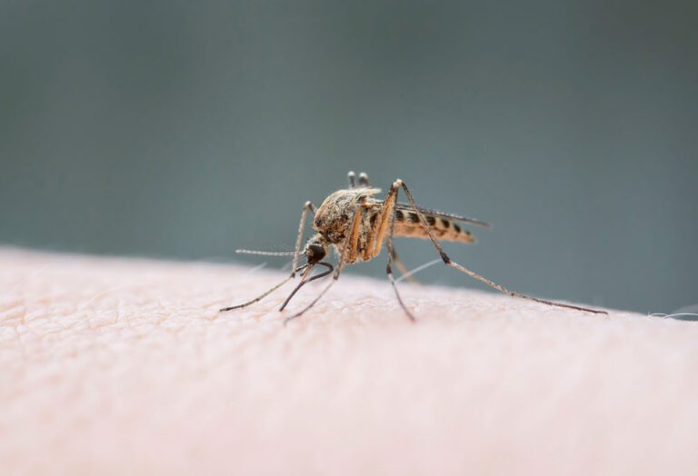Pflanzen gegen Mücken – Diese halten die Plagegeister fern