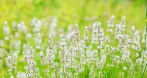 Weißer Lavendel