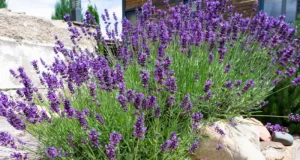 Lavendel gegen Blattläuse