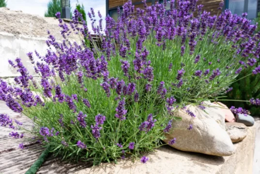 Lavendel gegen Blattläuse