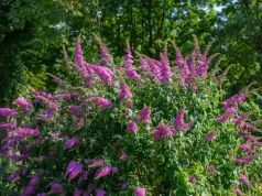 Sommerflieder schneiden