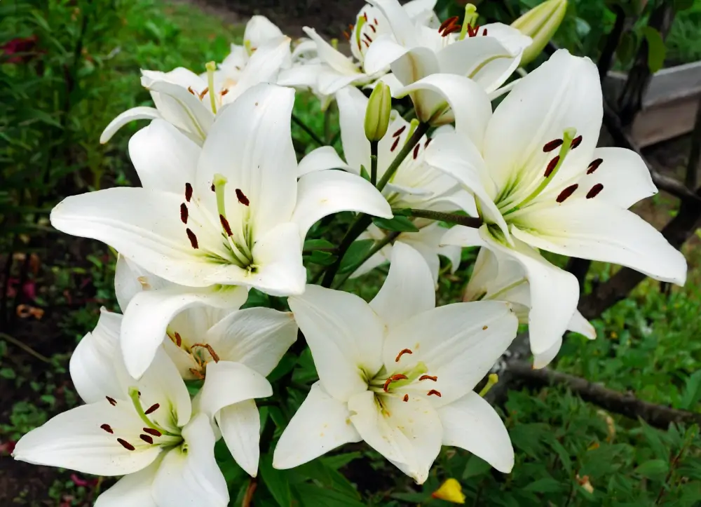 Bibelgarten Weiße Lilie