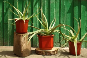 Aloe vera mit schlaffen, hängenden Blättern an hellem Standort.