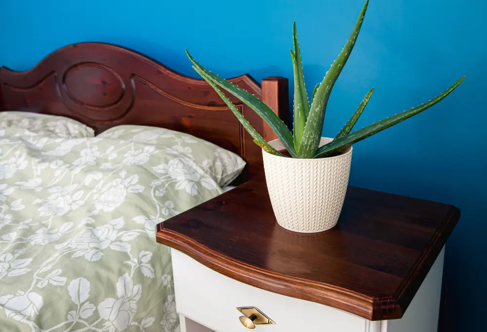 Pflanzen für das Schlafzimmer Aloe Vera