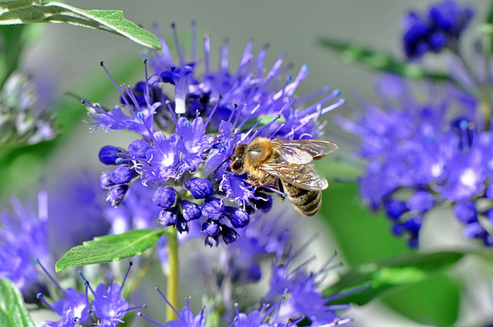 Honigbiene an Bartblume