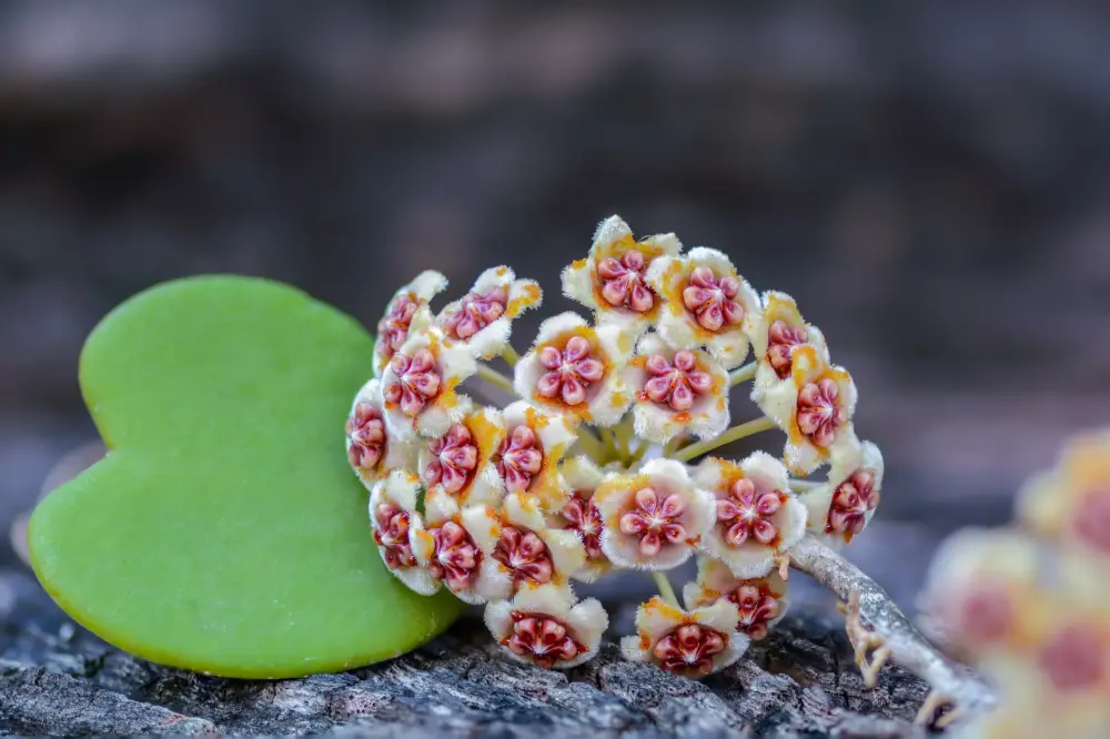 Blüten einer Herzblatt-Pflanze Blüten Herzblatt-Pflanze