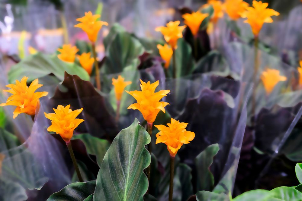 Leuchtend orange Blüten vor dunklen Blättern: die Calathea crocata.