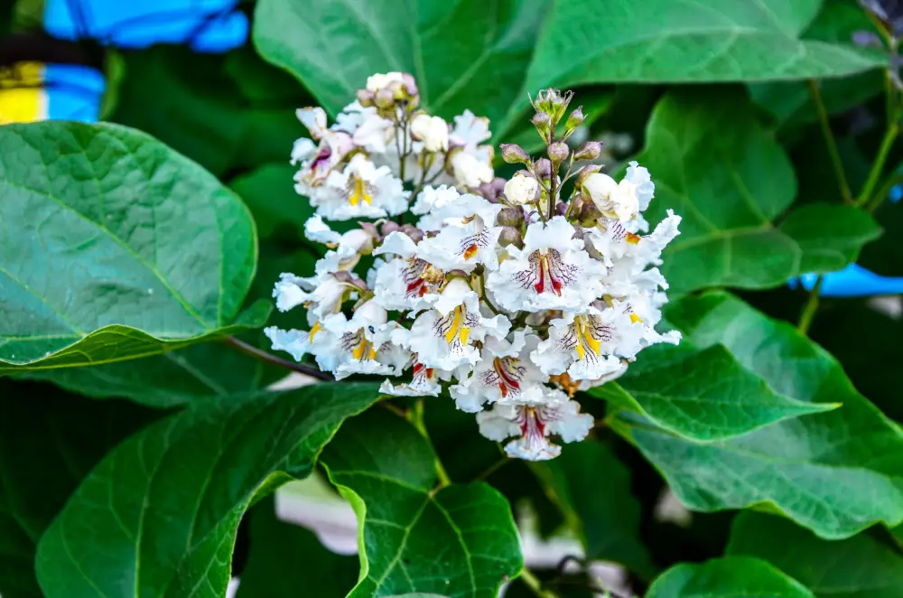Blüten des Trompetenbaums Trompetenbaum