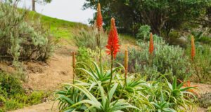 Aloe Aborescens an ihrem ursprünglichen Standort.