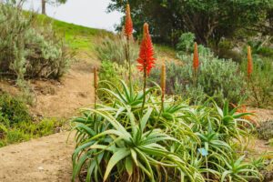 Aloe Aborescens an ihrem ursprünglichen Standort.