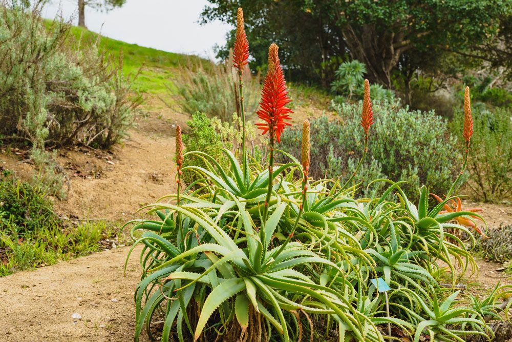 Aloe Arborescens an ihrem ursprünglichen Standort. 