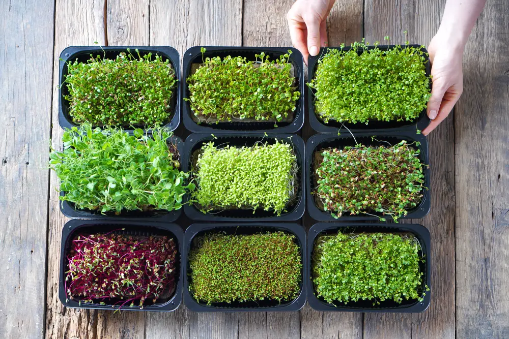 Schalen mit verschiedenen Microgreens auf einem Holztisch Microgreens anbauen