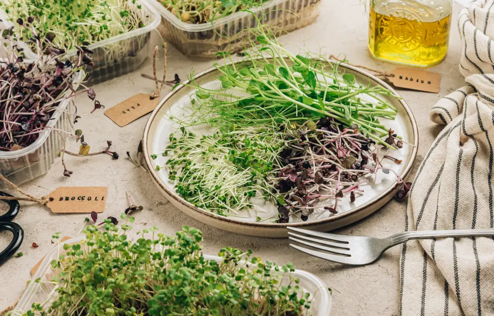 Microgreens anbauen – Anleitung & Tipps Microgreens anbauen