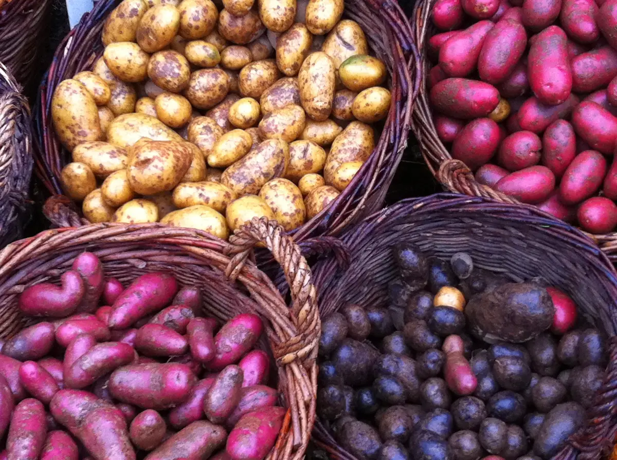 Blaue Kartoffeln: Beliebte Sorten und Hinweise zum Anbau