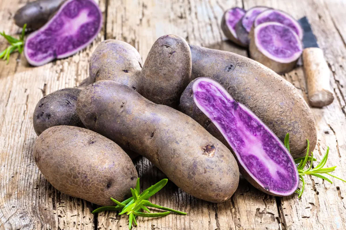 Blaue Kartoffeln: Beliebte Sorten und Hinweise zum Anbau