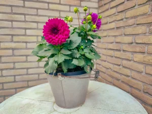Dahlien im Topf kultivieren