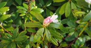 Rhododendron Krankheiten