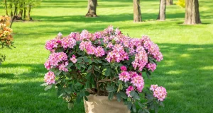 Rhododendron umpflanzen - Anleitung & Tipps zur Pflege