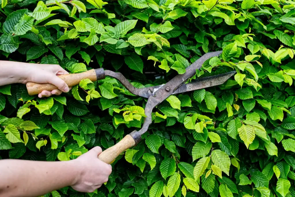 Manueller Sommerschnitt zur Pflege der Buchenhecke