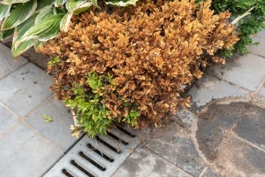 Buchsbaum: Krankheiten und Schädlinge erkennen und bekämpfen