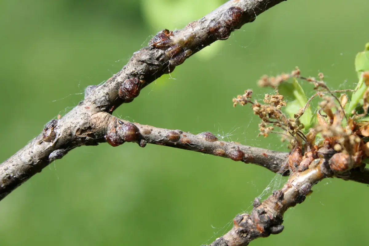 Gemeine Napfschildlaus Pfirsichbaum