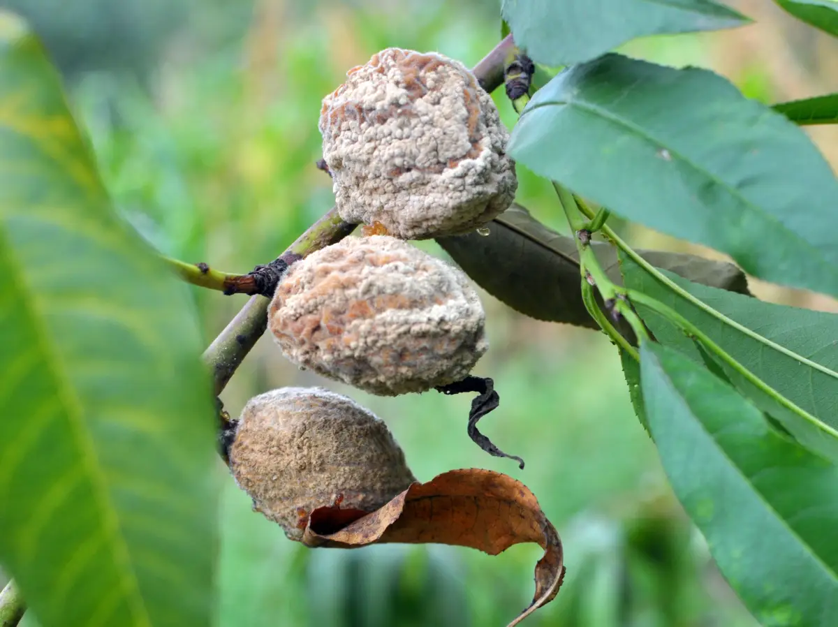 Monilia-Fruchtfäule Pfirsichbaum