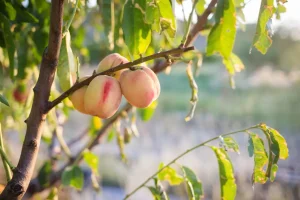 Pfirsichbaum: Krankheiten und Schädlinge bekämpfen und vorbeugen