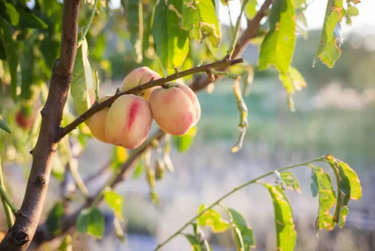 Pfirsichbaum: Krankheiten und Schädlinge bekämpfen und vorbeugen