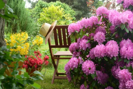 Rhododendron umpflanzen