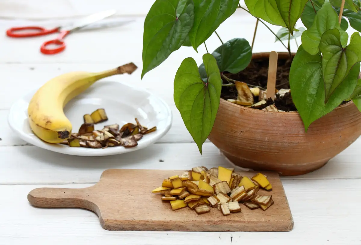 Zerkleinerte Bananenschalen auf einem Holzbrett vor einem Pflanztopf Bananenschalen als Dünger verwenden