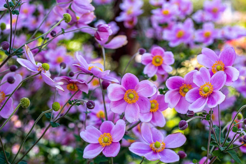 Verwunderlich Blumen Für Den Spätsommer Ebenbild