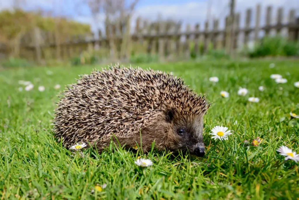 Igelfreundlicher Garten: So unterstützen Sie den stacheligen Gartenbewohner