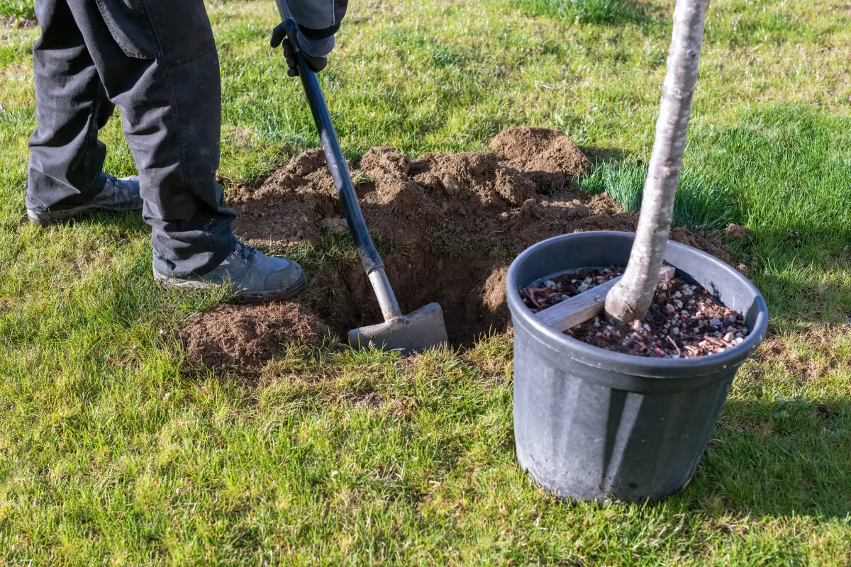 Gärtner gräbt ein Pflanzloch für eine Kugelkirsche Kugelkirsche pflanzen