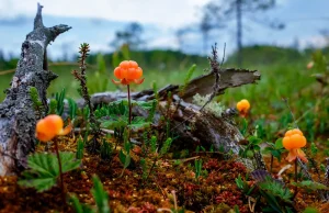 Moltebeere pflanzen, pflegen und ernten
